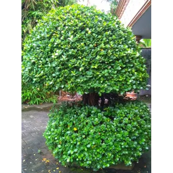 Natural Ficus Benjamina Plant